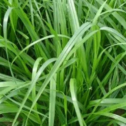 Tuin Kleur Verkoopwinkel 28 MRS Seeds & Mixtures Italiaans Raaigras