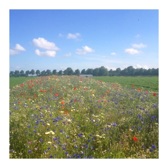 Ten Have Functionele Agro Biodiversiteit (FAB) Mengsel 4 Ten Have Functionele Agro Biodiversiteit (FAB) Mengsel - Afbeelding 2