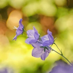 MRS Seeds & Mixtures Bosrand Bloemenmengsel Schaduw Inheems - Meerjarig -Tuin Kleur Verkoopwinkel image 225