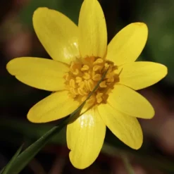 MRS Seeds & Mixtures Bosrand Bloemenmengsel Schaduw Inheems - Meerjarig -Tuin Kleur Verkoopwinkel image 227