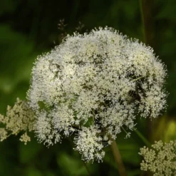 MRS Seeds & Mixtures Bosrand Bloemenmengsel Schaduw Inheems - Meerjarig -Tuin Kleur Verkoopwinkel image 228