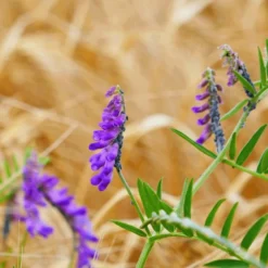 MRS Seeds & Mixtures Bosrand Bloemenmengsel Schaduw Inheems - Meerjarig -Tuin Kleur Verkoopwinkel image 231