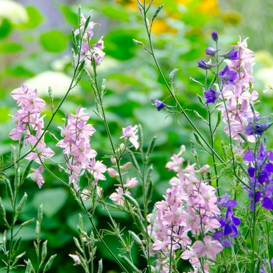 Tuin Kleur Verkoopwinkel 24 Tuin Kleur Verkoopwinkel -Tuin Kleur Verkoopwinkel image 235